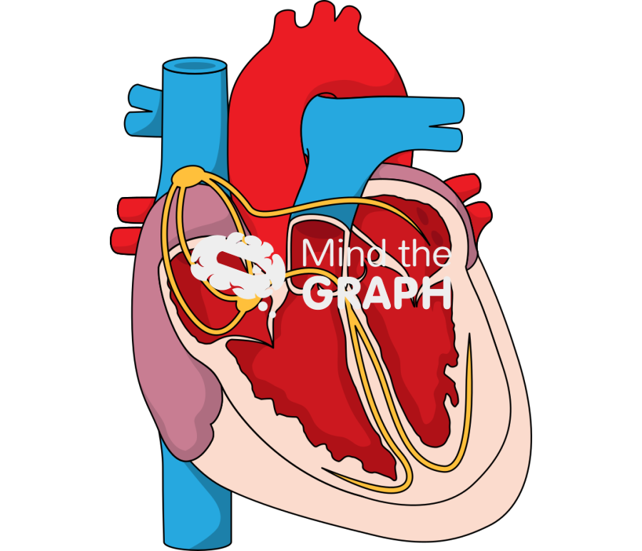 Heart internodal pathways bachmanns bundle Icons, Symbols, Pictures, and Images